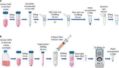 Immune (Cell) Derived Exosome Mimetics (IDEM) as a Treatment for Ovarian Cancer